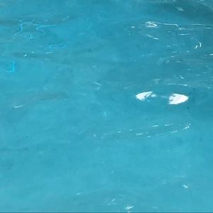 Meet your Posher, Lily